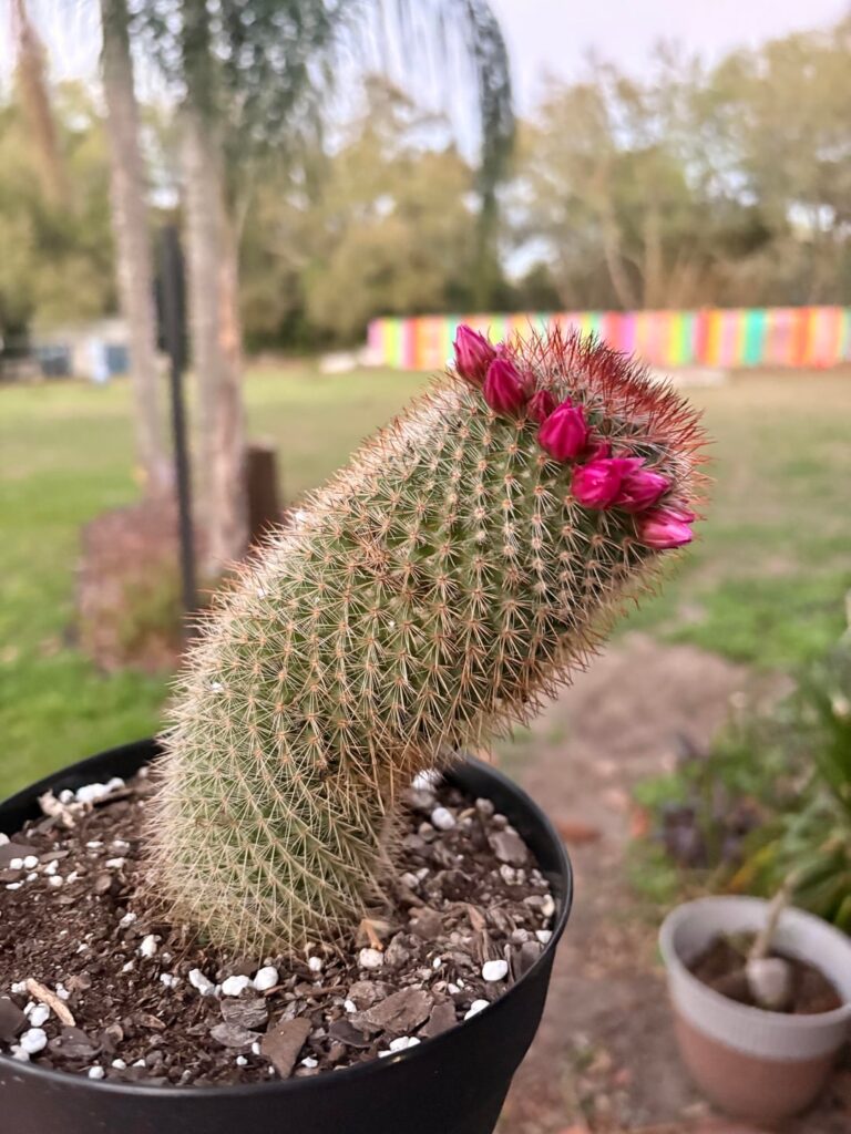 My girl looks like a princess with her first flower halo 🥹