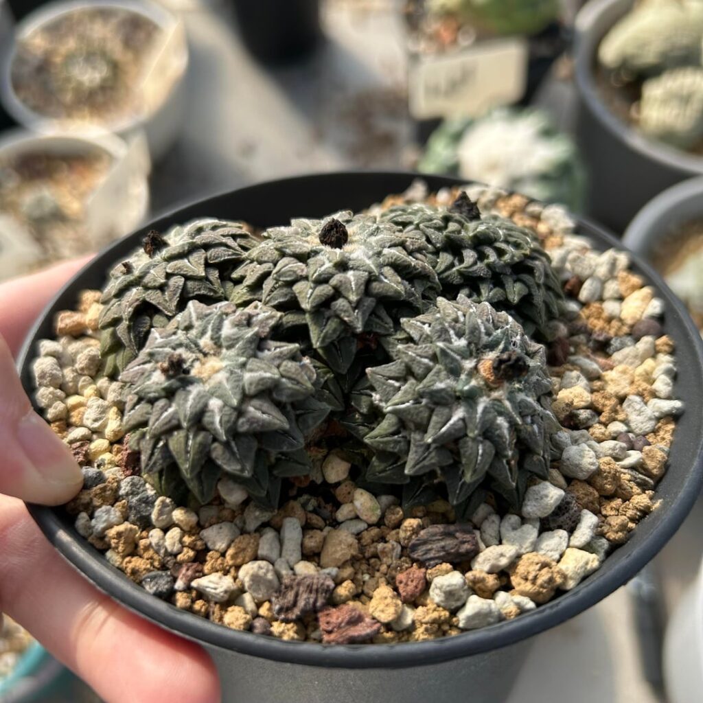 Ariocarpus kotschoubeyanus