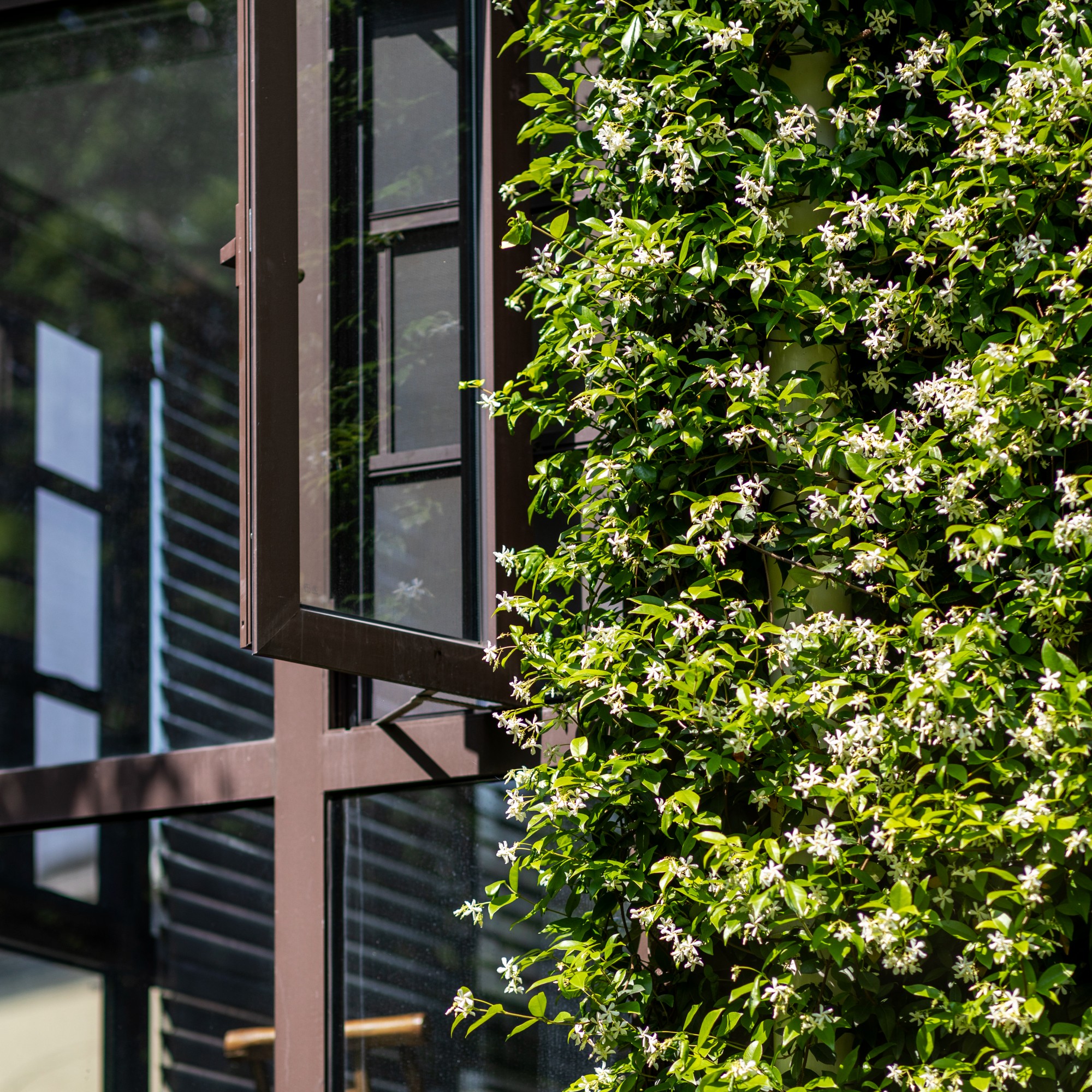 Jasmine plant around an open window