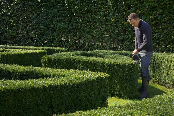 An individual is engaged in the meticulous task of maintaining a formal hedge garden, utilizing specialized tools to trim and sh