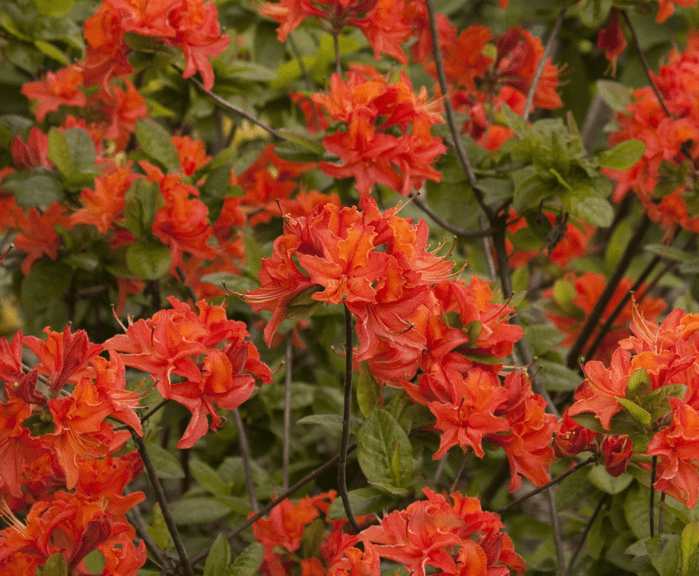 Mandarin Lights Azalea
