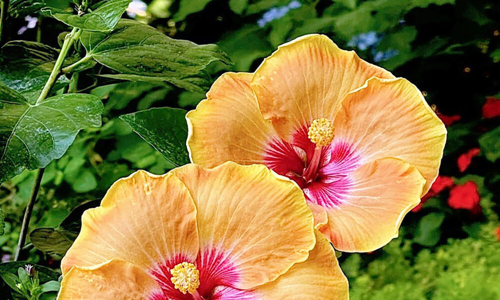 Hollywood Hibiscus gives an ‘island life’ vibe to the garden – Bowie News Hollywood Hibiscus gives an ‘island life’ vibe to the garden – Bowie News