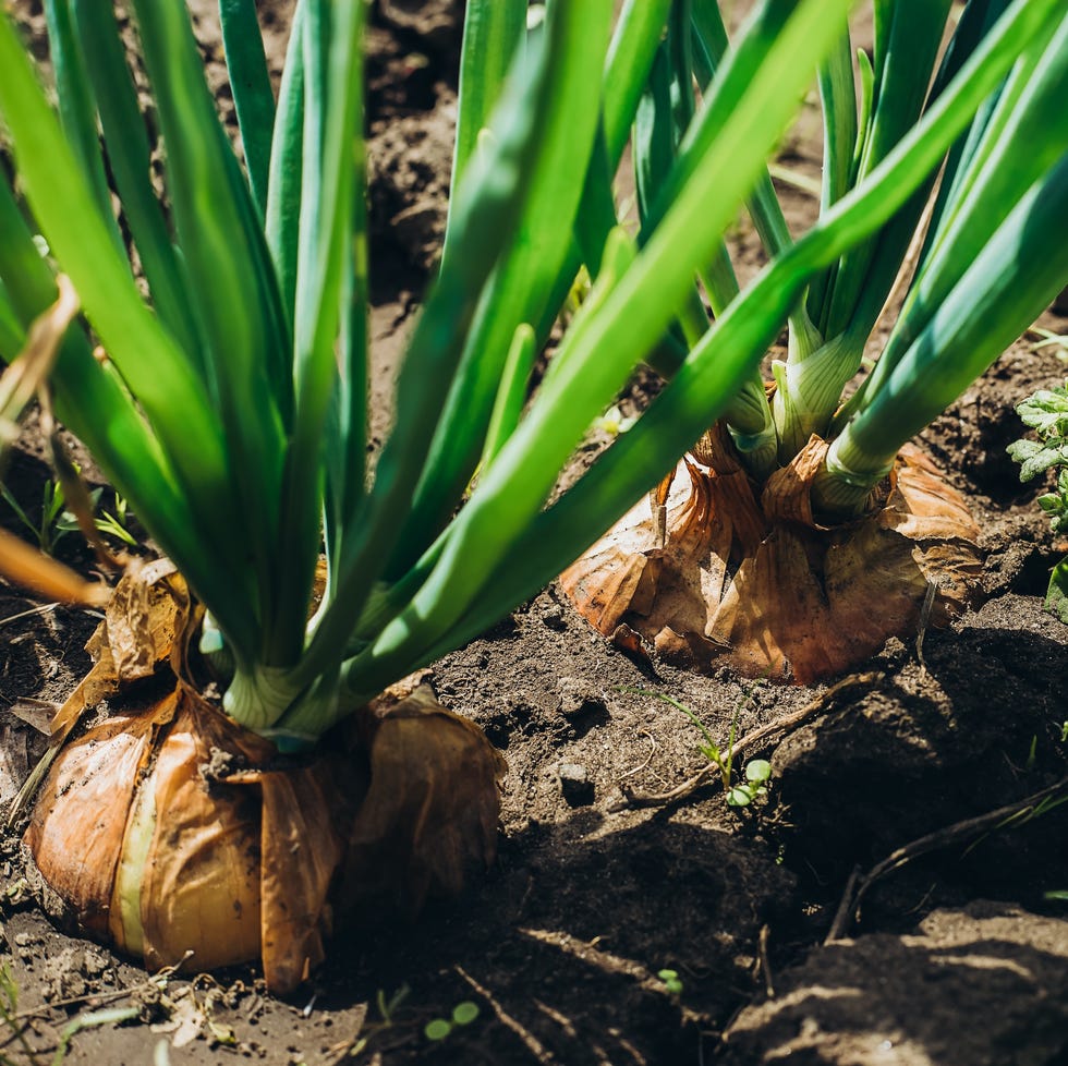 green onions grow from the ground. close up of the onion plantation. collecting onions in the garden.