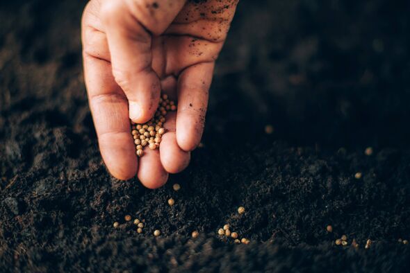 Hand growing seeds on sowing soil. Background with copy space. Agriculture, organic gardening, planting or ecology concept. Sust
