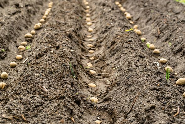 Farm of potatoes, planting seeds of potato on field, organic farming concept