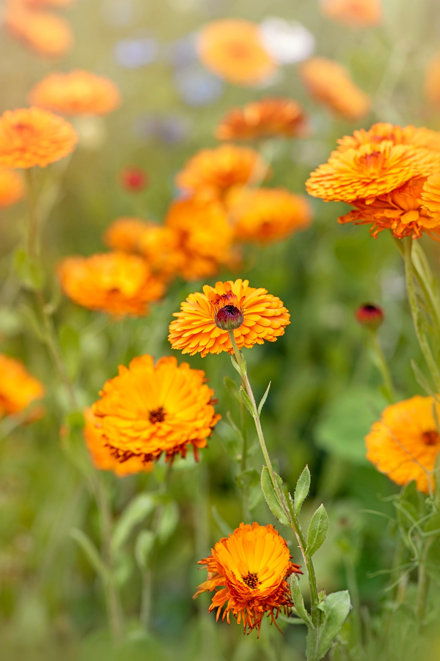 marigold flower  calendula officinalis