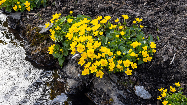A picture of wild-growing marsh marigold in bloom with yellow flowers on rocks alongside a stream