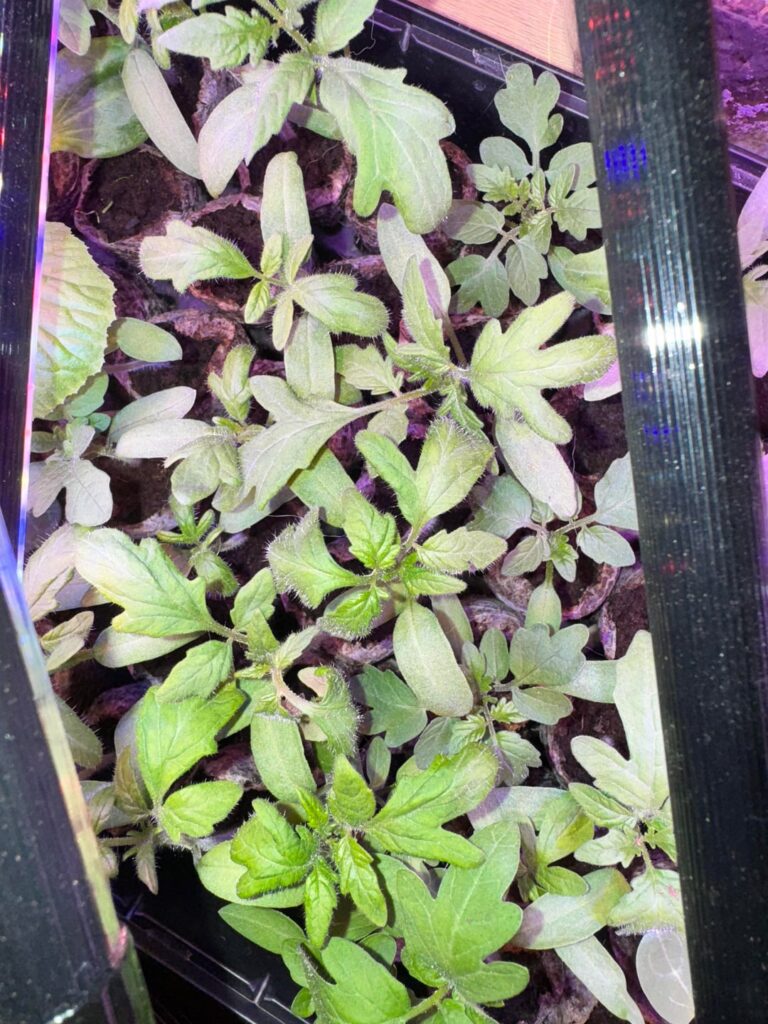 Are these ready for transplant? Are these ready for transplant?