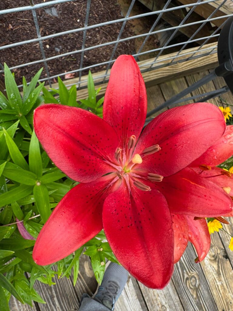 Favorite plants (pictures welcome!)