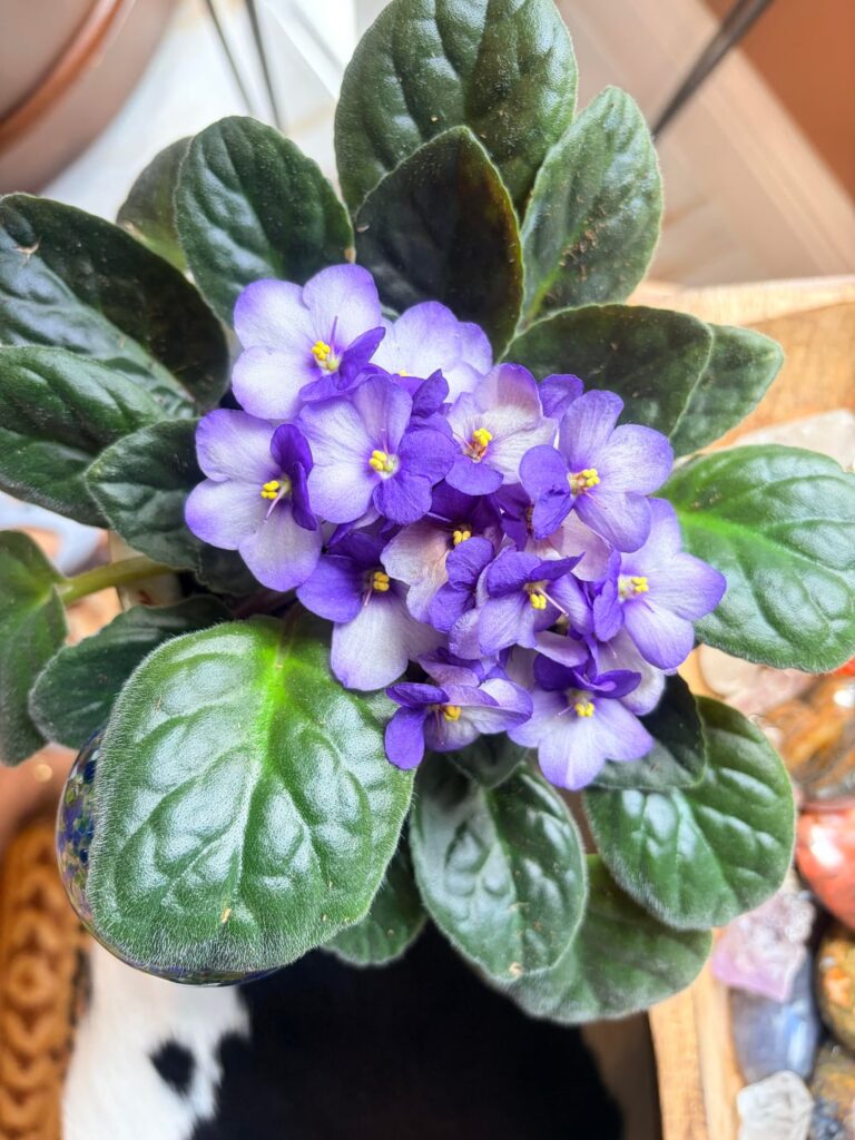 PLANTS BLOOMING