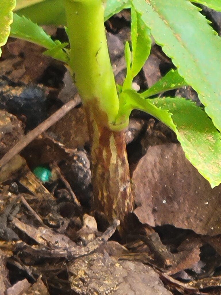 Is there anything I should do about the bottoms of my peache saplings?