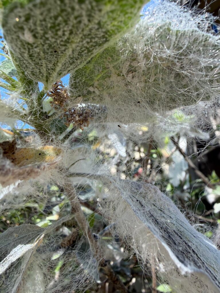 weird stuff growing on my hibiscus plant