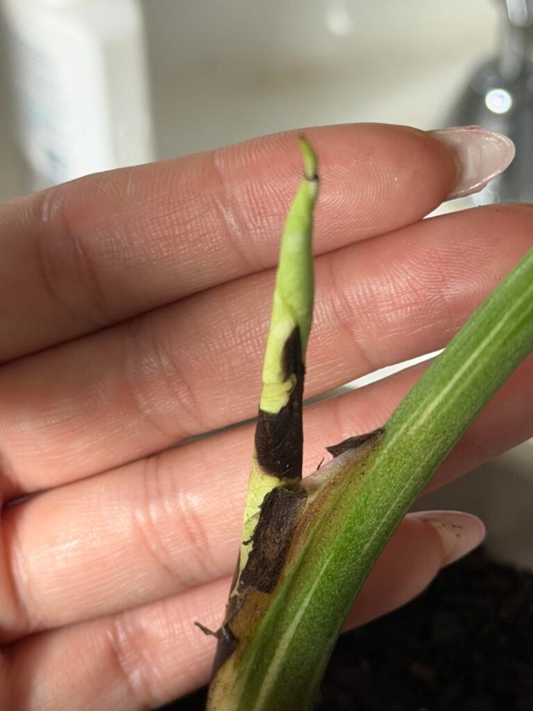My most recent sprout is already dying ;(