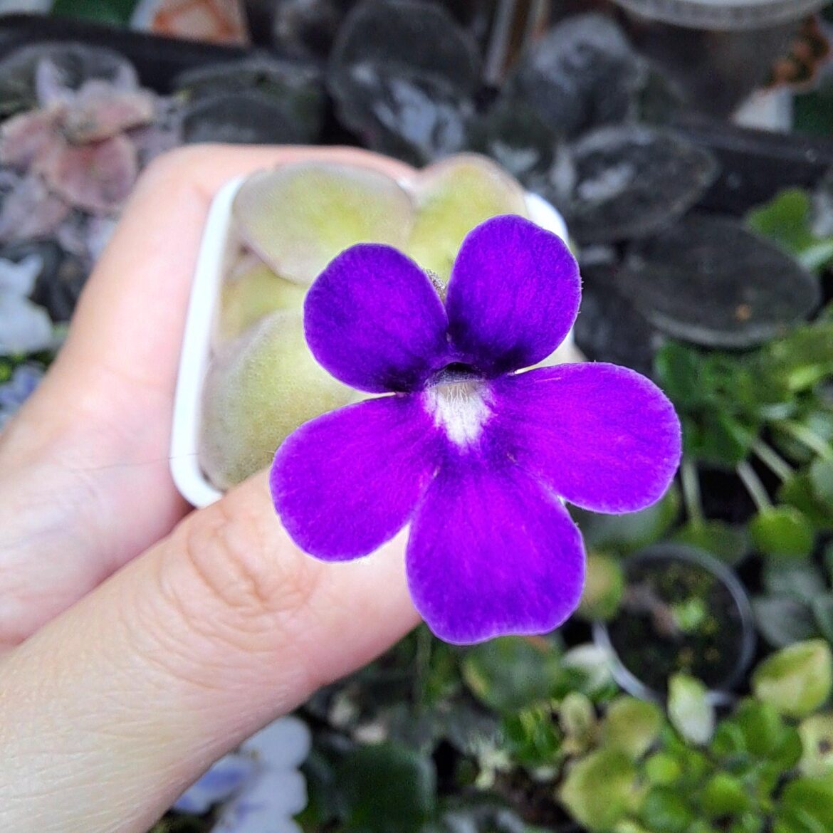 Collecting and saving ping pollen?