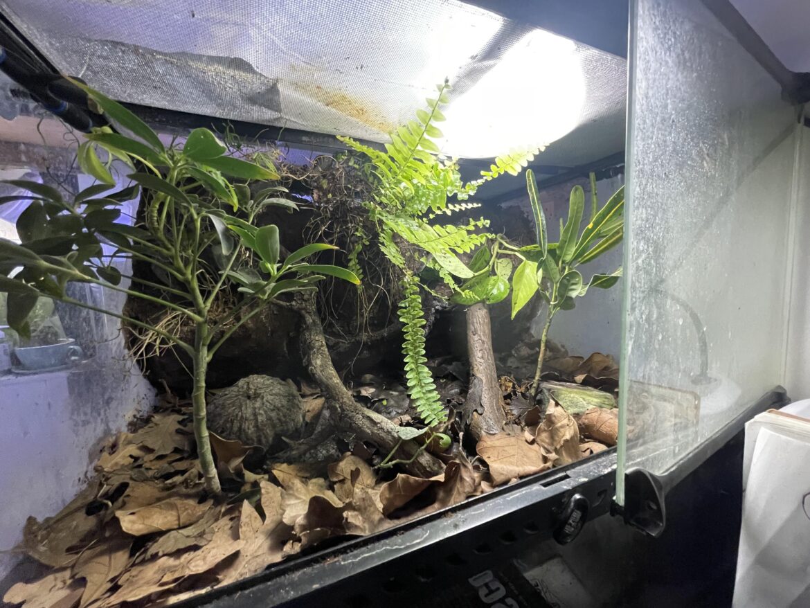 What could I put in here?