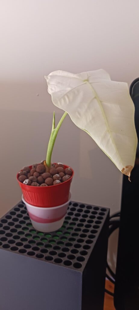 Update: frydeks with root rot