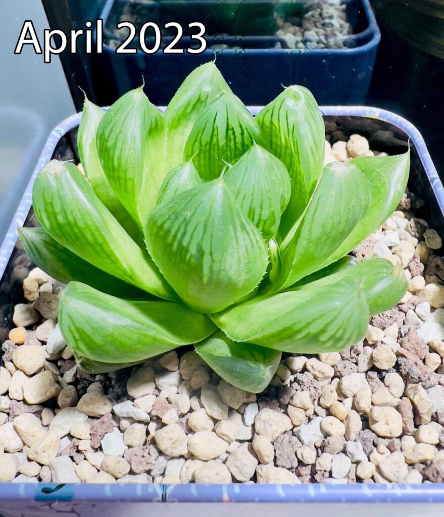 Haworthia Cooperi, 3 years progression