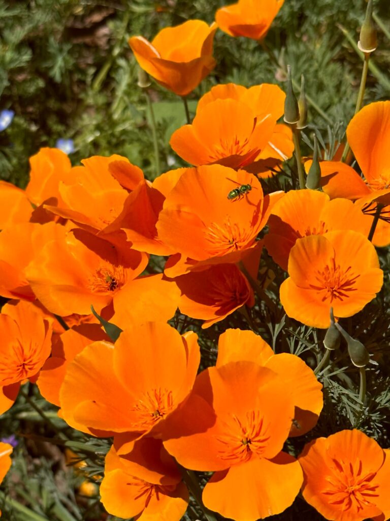 Spring in California