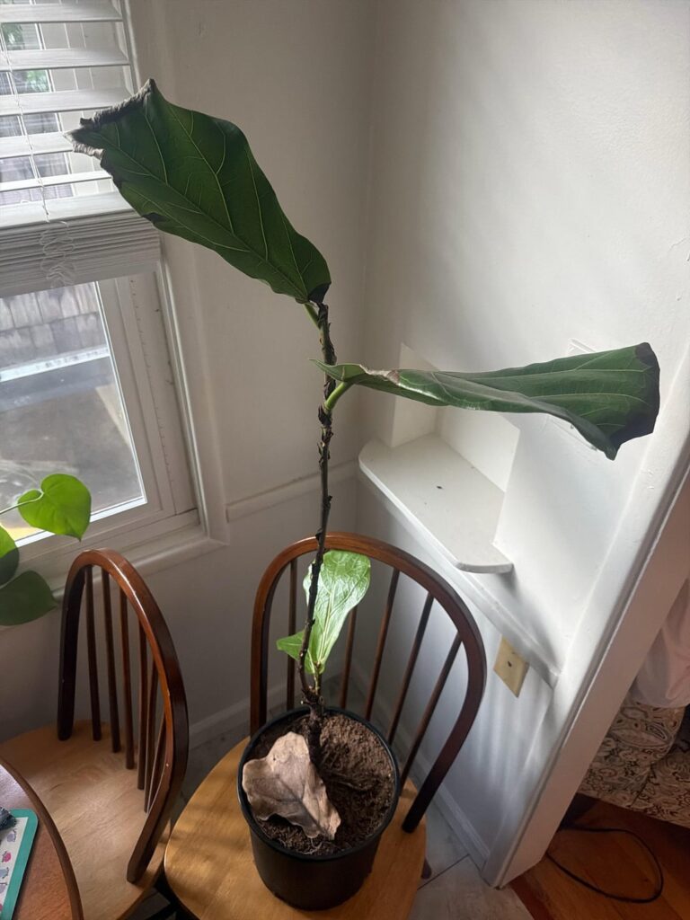 found outside! any help or advice welcome!!