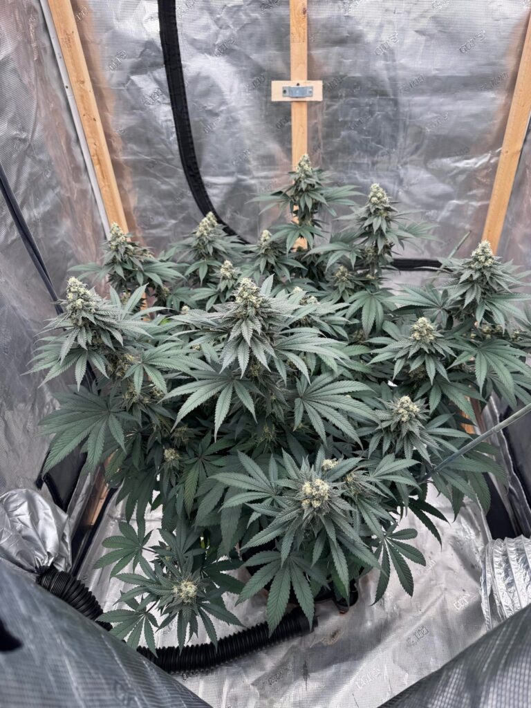 Gasberry week 7 flower