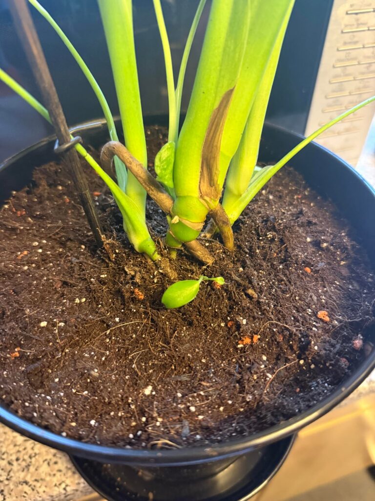 is it potted deep enough?