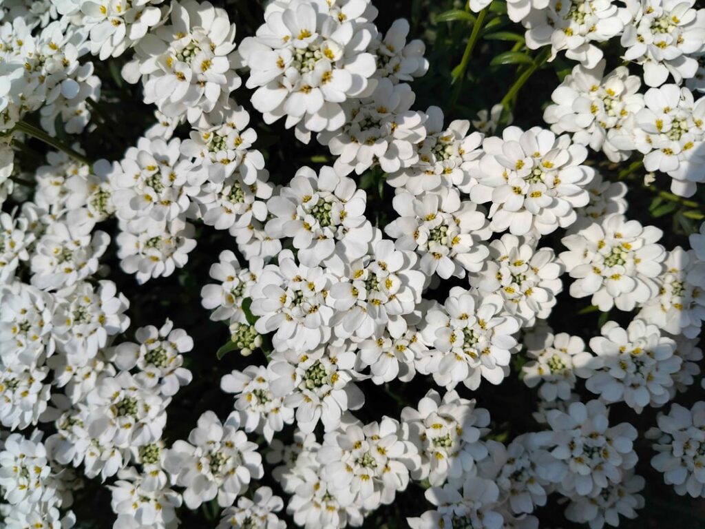 What is this flower ?