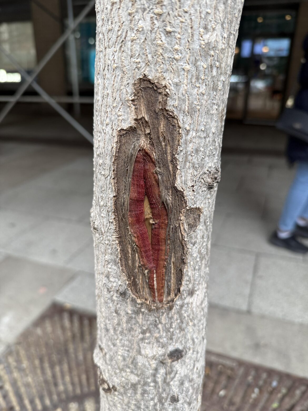 what causes this unique color when a ginkgo is sealing over a wound?
