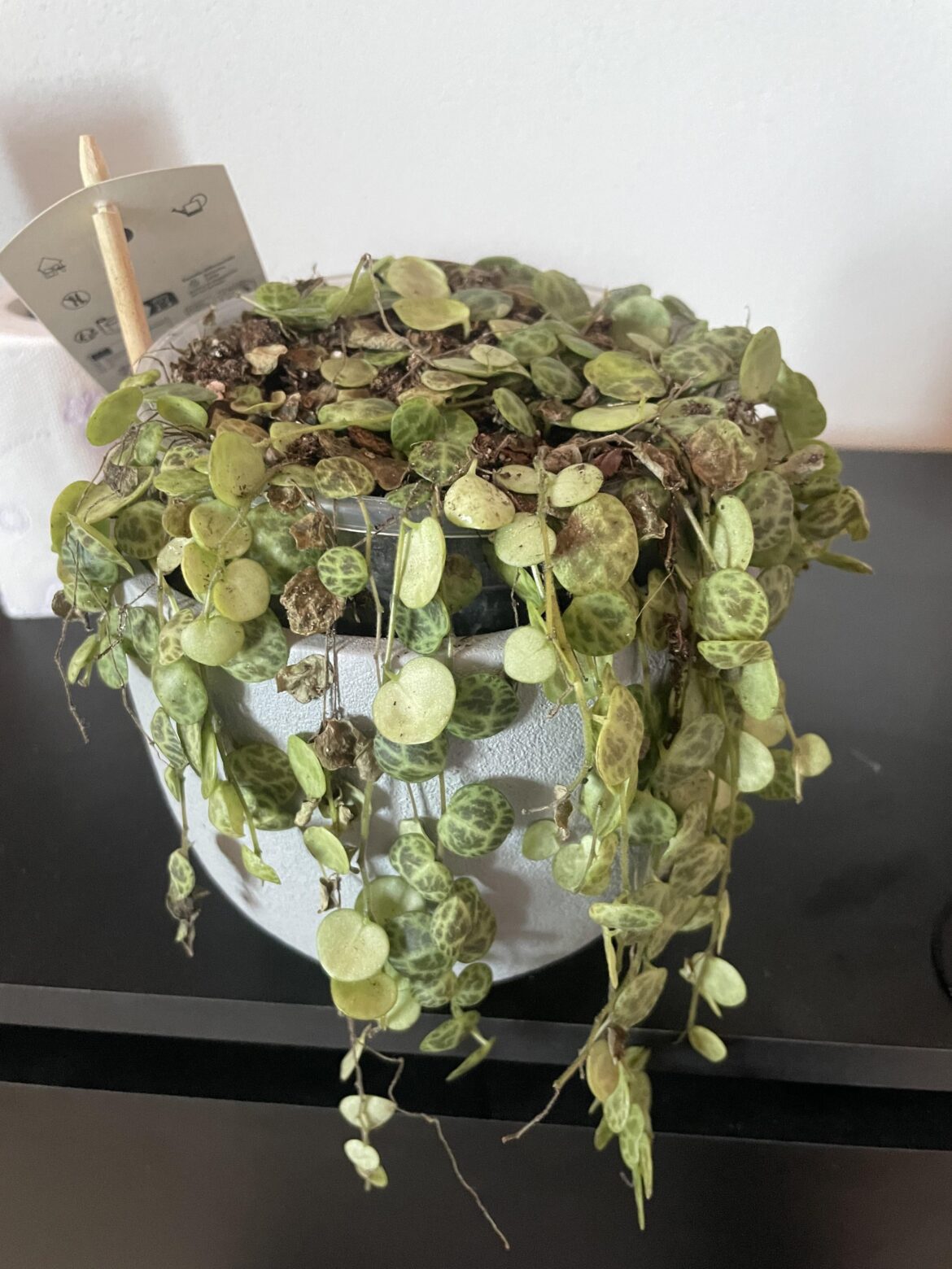 String of Turtles – Help :( String of Turtles - Help :(