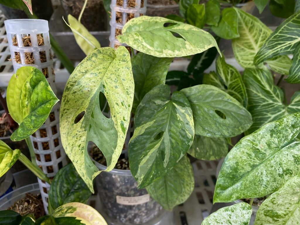 Amydrium medium ‘Aurea Galaxy’