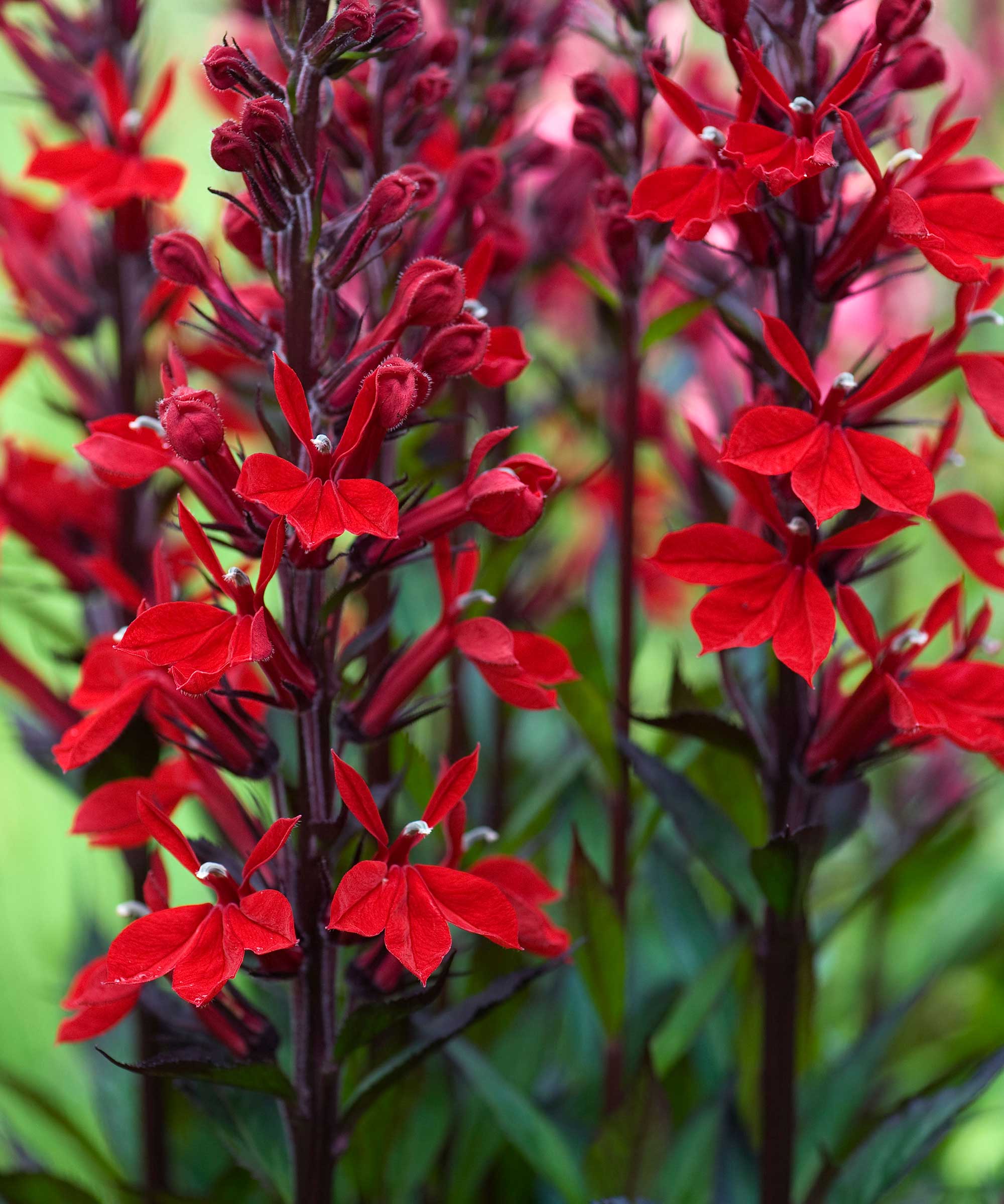 red cardinal flowers