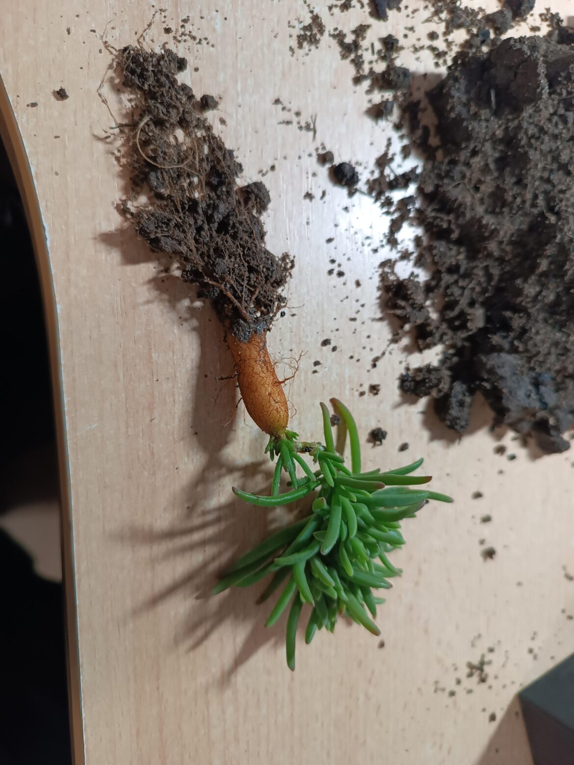 Still don't know if these seedlings are mestoklema or not but they have a nice stem.