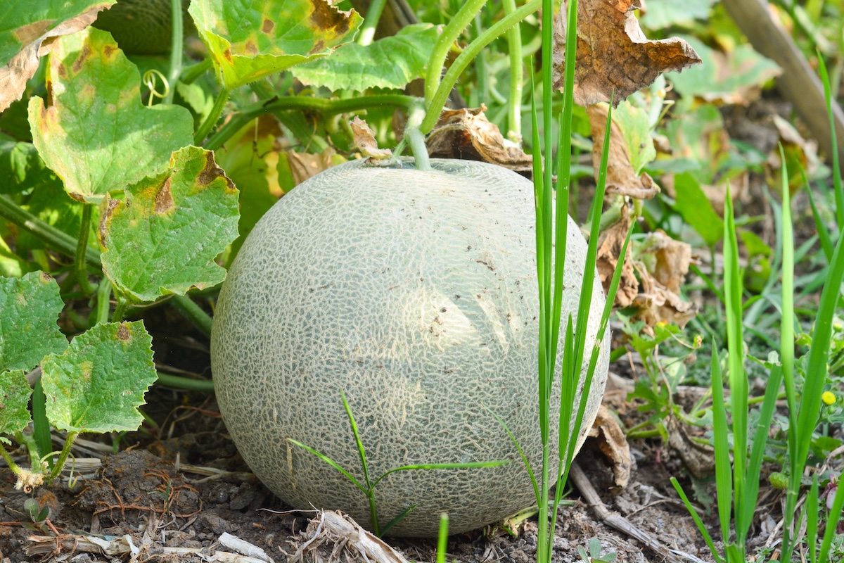 A mini cantaloupe growing in a sunny garden. 