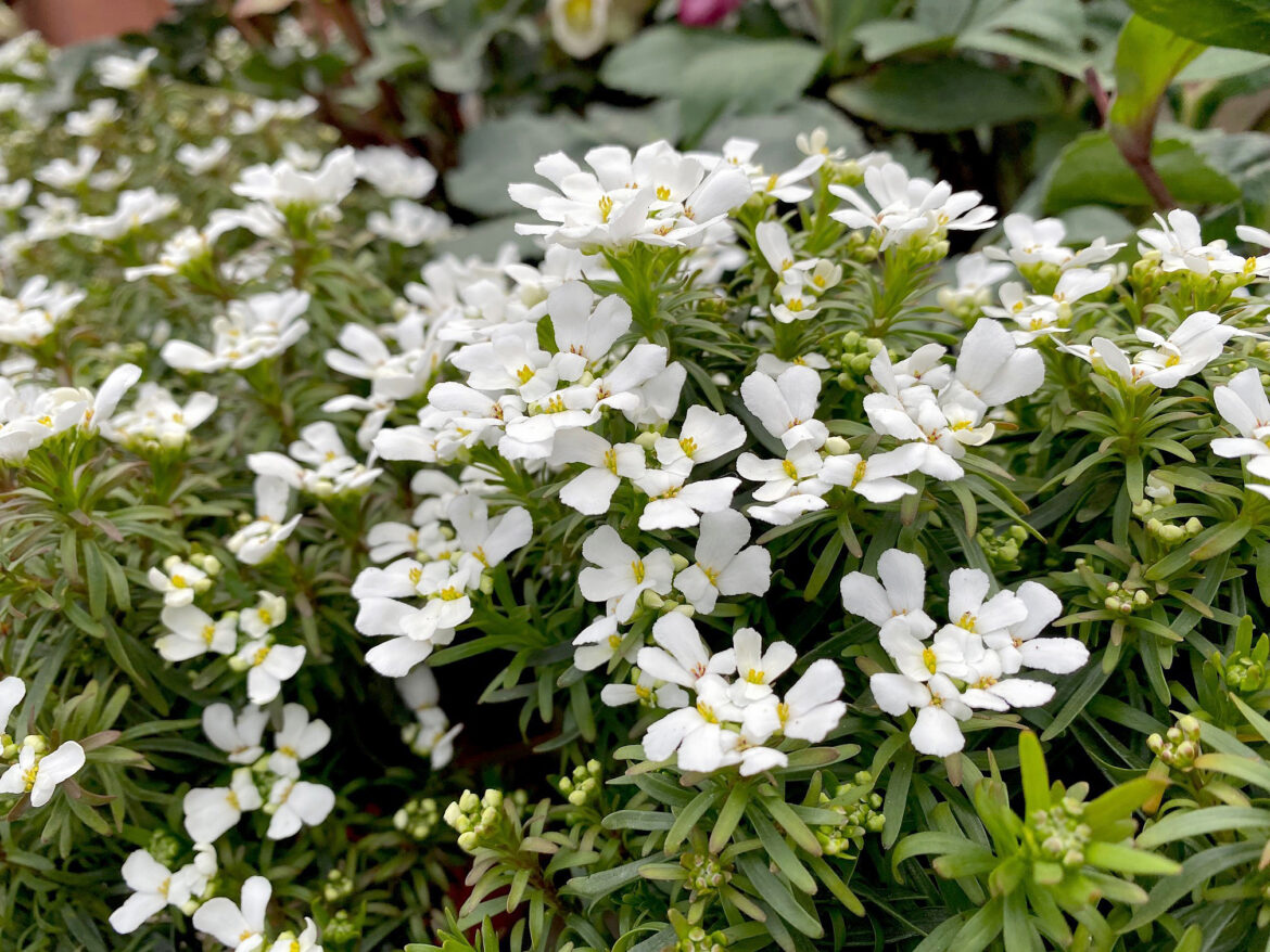 In the Garden: Hardy perennials that rock! In the Garden: Hardy perennials that rock!