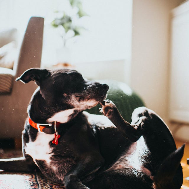 mites on dogs how to get rid of mites on pets