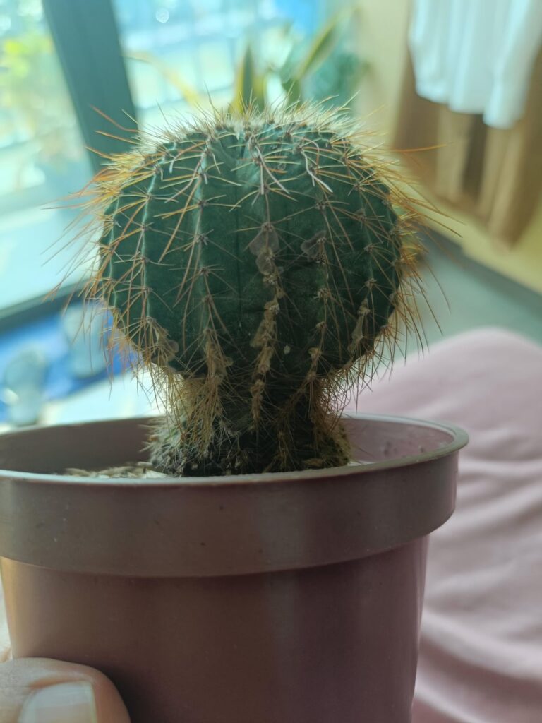 is my cactus ok? is my cactus ok?