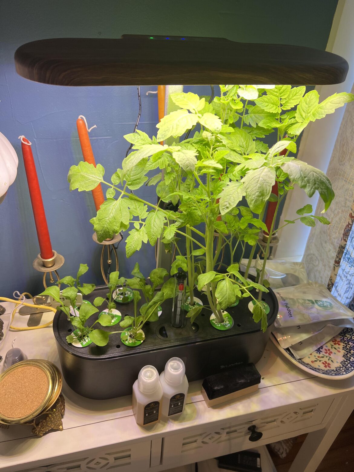 Sweetie Tomatoes in Water Culture Sweetie Tomatoes in Water Culture