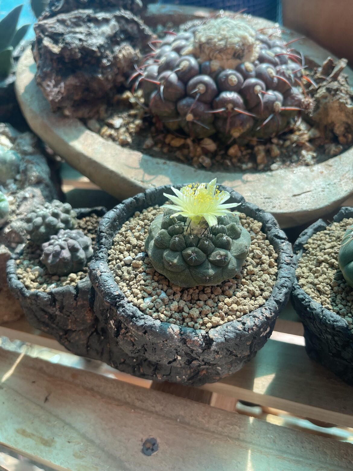 copiapoa