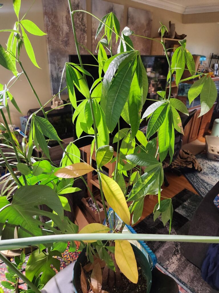What's going on with my money tree?