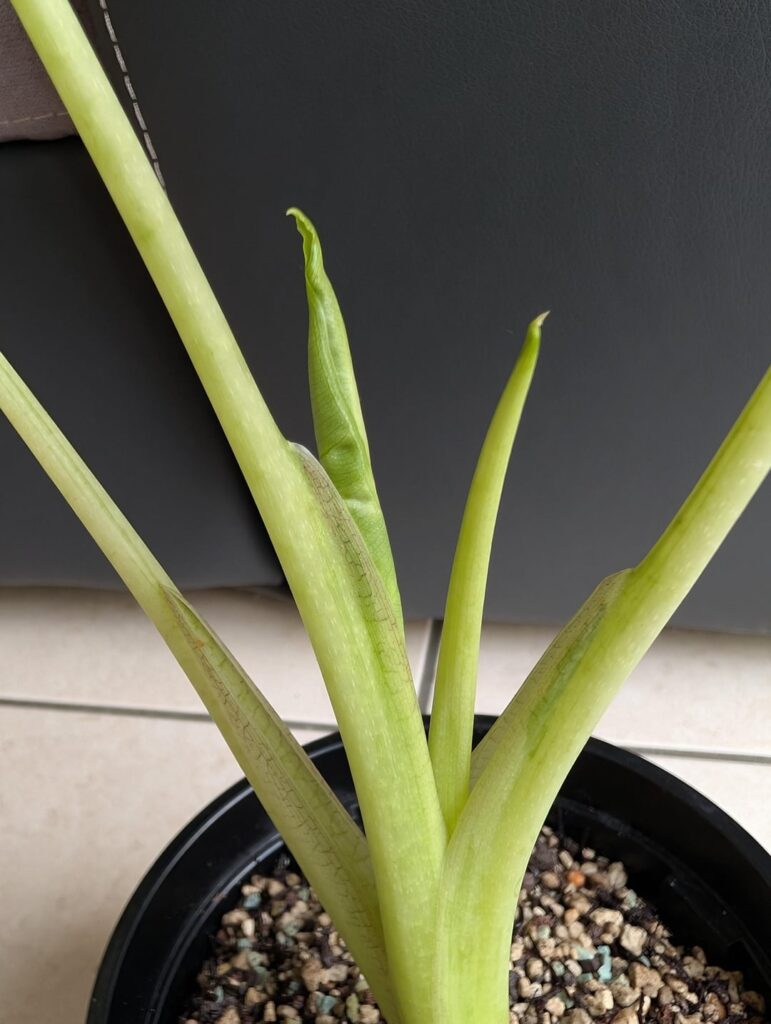 My Frydek is growing 2 leaves at once!? My Frydek is growing 2 leaves at once!?