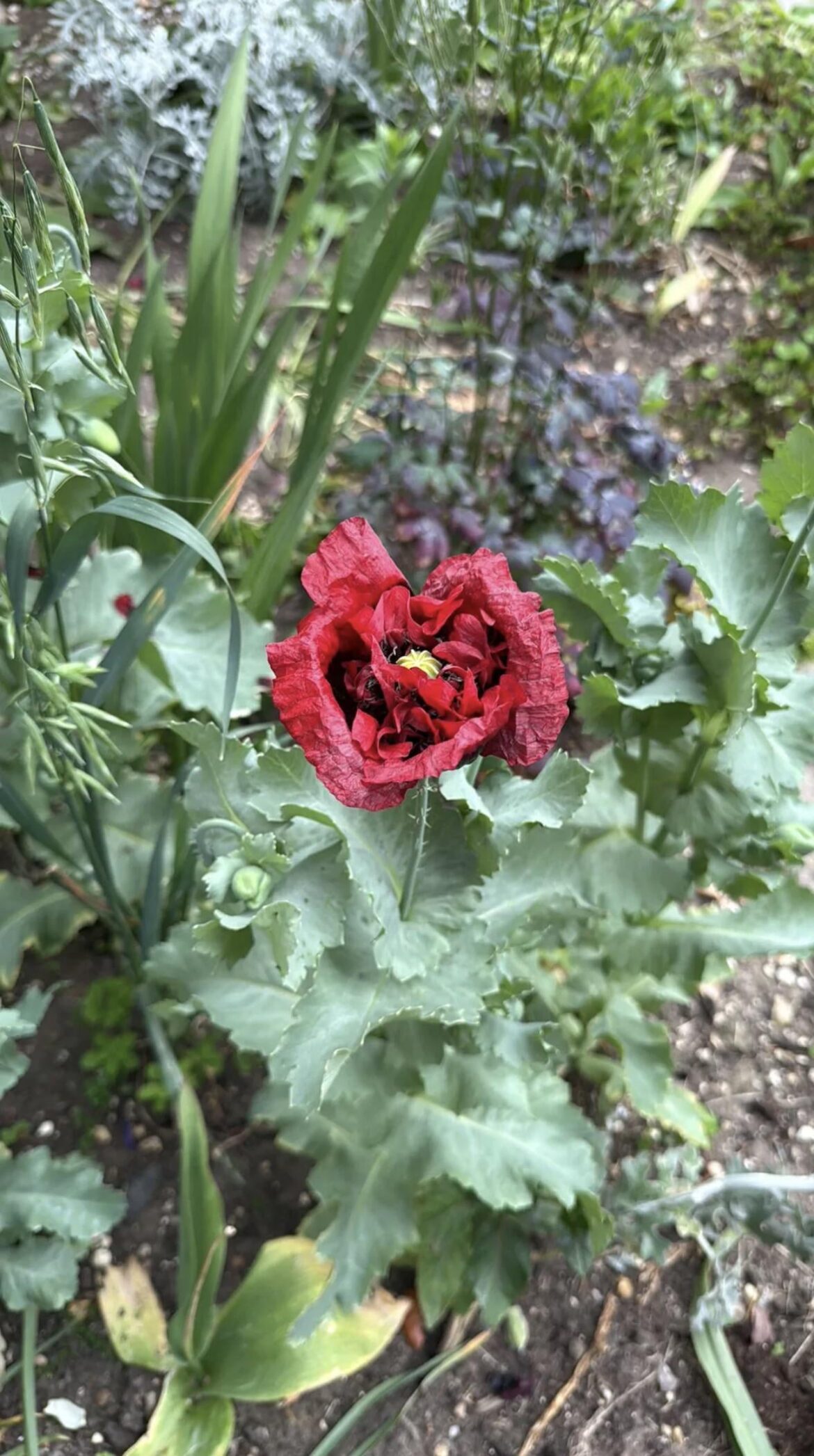 What type of poppy is this?