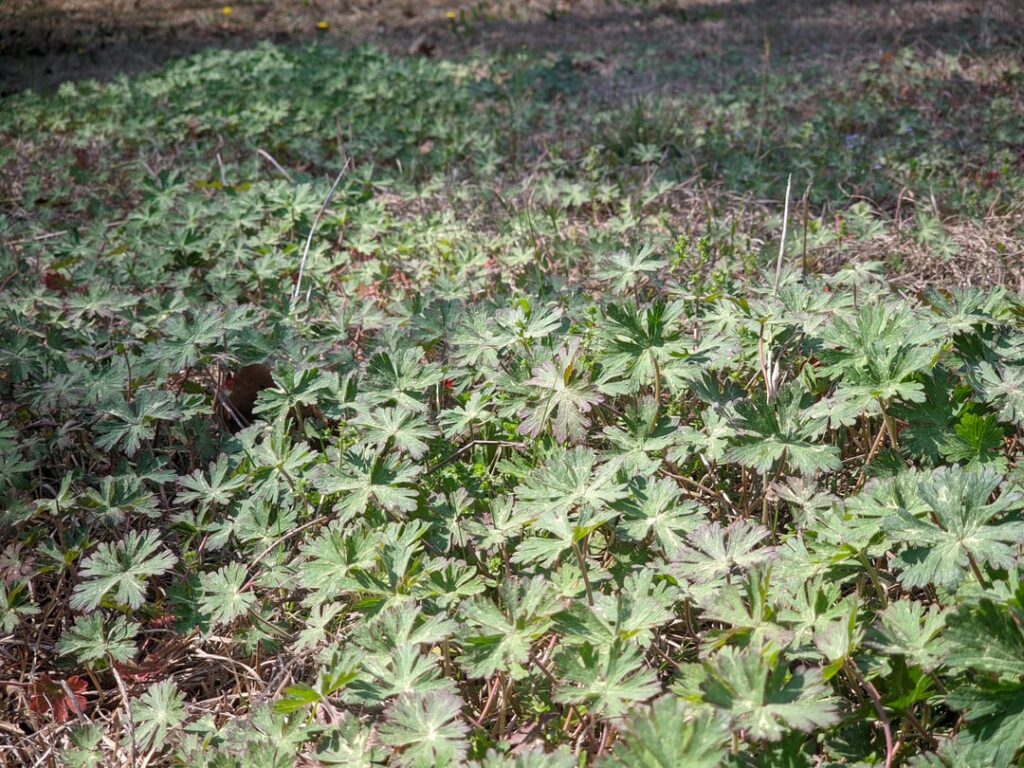 Carolina Geranium in plentiful amounts