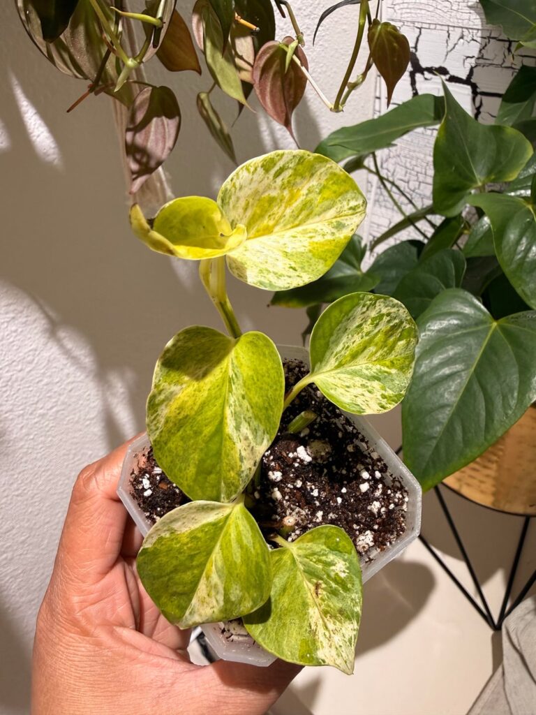 Teruno cast pothos
