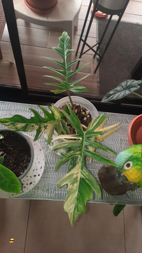 Plant Fest 2026🌿
