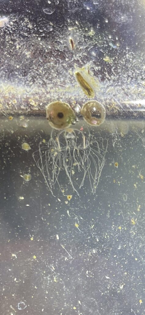 Small 2 month jelly update: I still have at least one