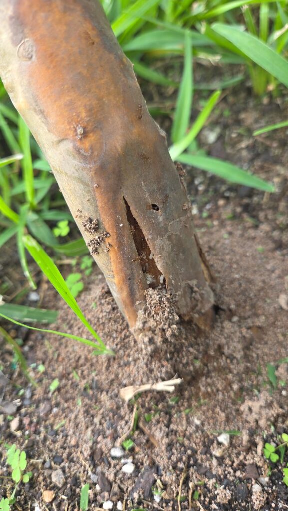 Are these termites in my frangipani tree?