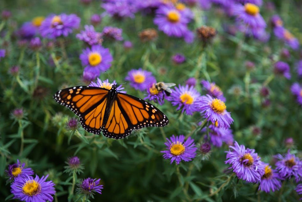 best perennials asters best perennials asters