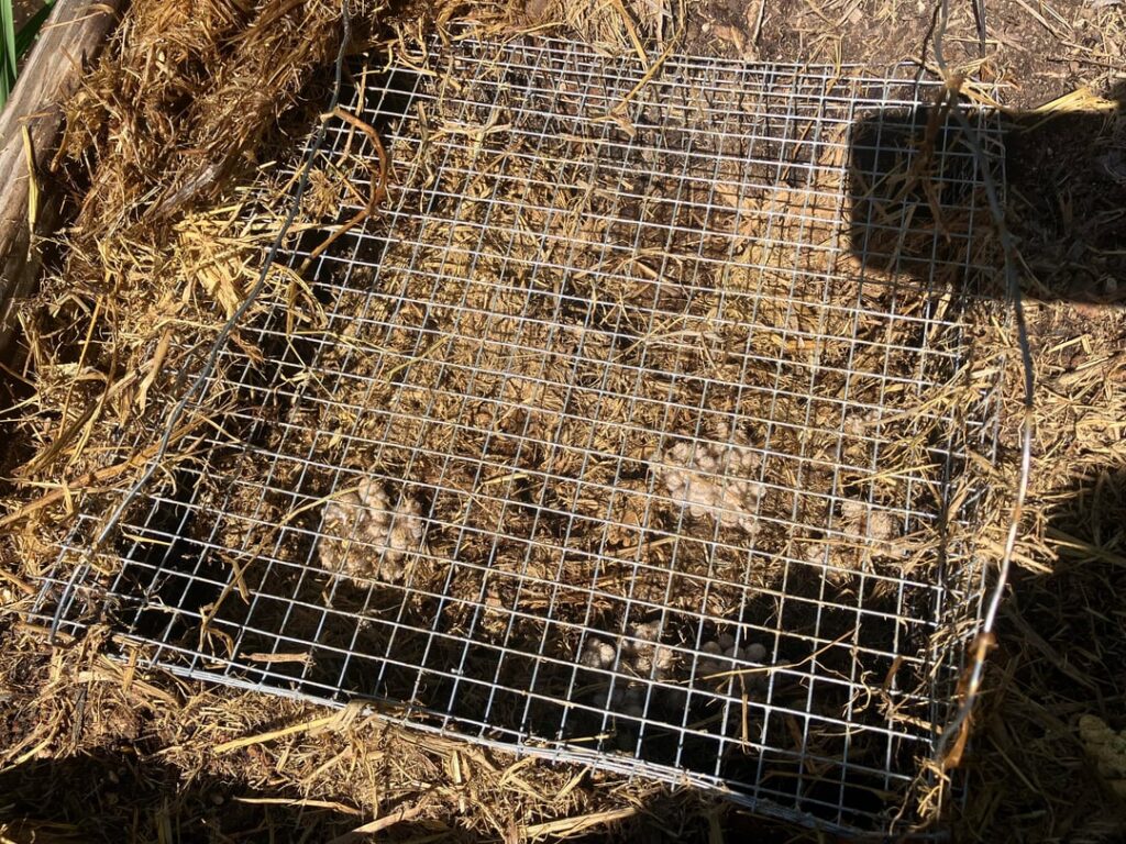 My in-ground compost bin after 1 week. My in-ground compost bin after 1 week.