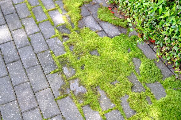 Moss growing on sidewalk