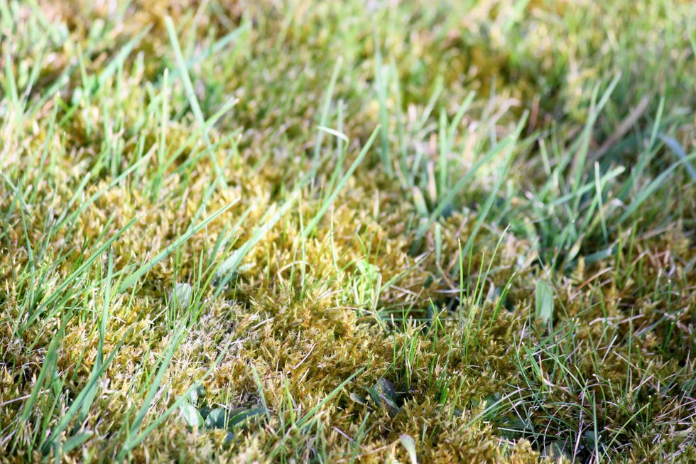 Moss growing on lawn moss growing on lawn