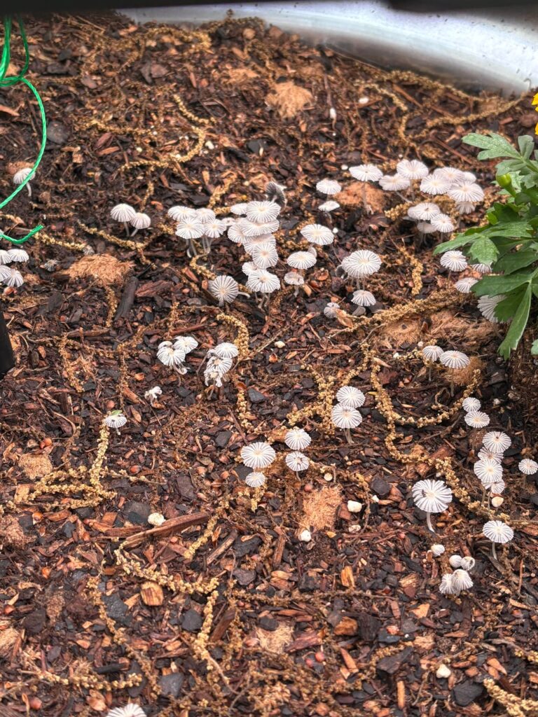 What are these flowers that popped up overnight?